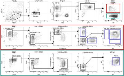 Human IgM–expressing memory B cells